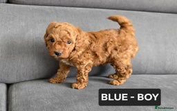 Toy Poodle dogs for sale: STUNNING RED TOY POODLE 🤩🐶 - Image 14