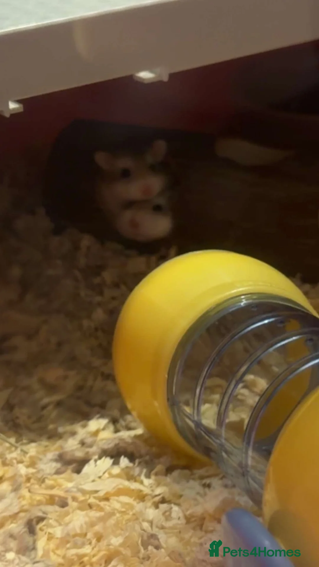 Hamster rodents for sale: Hamsters  in Warrington - Advert 2