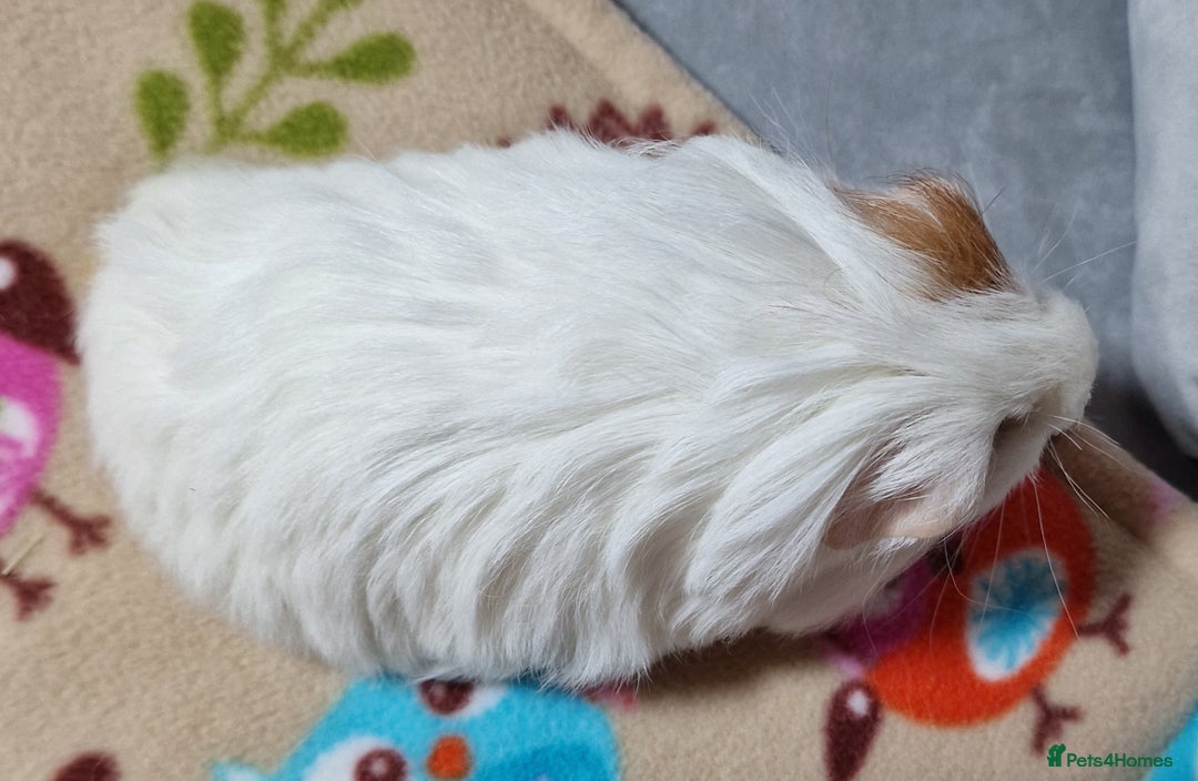 Guinea Pig rodents for sale: Two Stunning Sheltie Sows - Image 8
