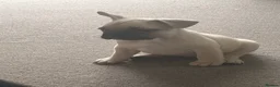 French Bulldog dogs for sale: 4 male French bulldogs  - Advert 12