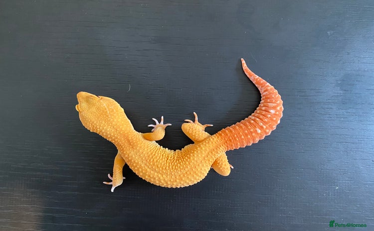 Leopard Gecko reptiles - Advert 6