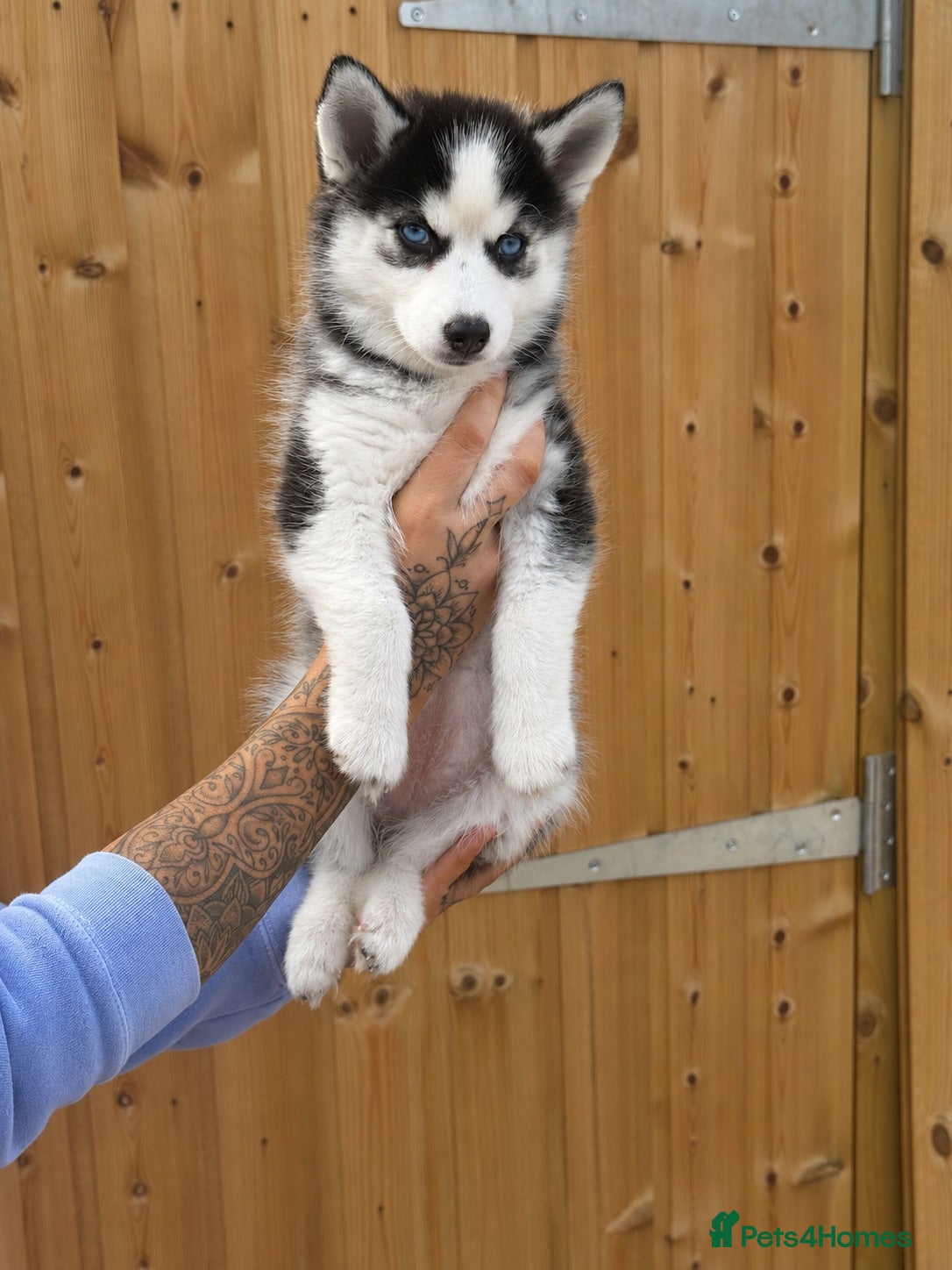Pomsky dogs F3 Pomsky Puppies - all blue eyed  - Advert 2