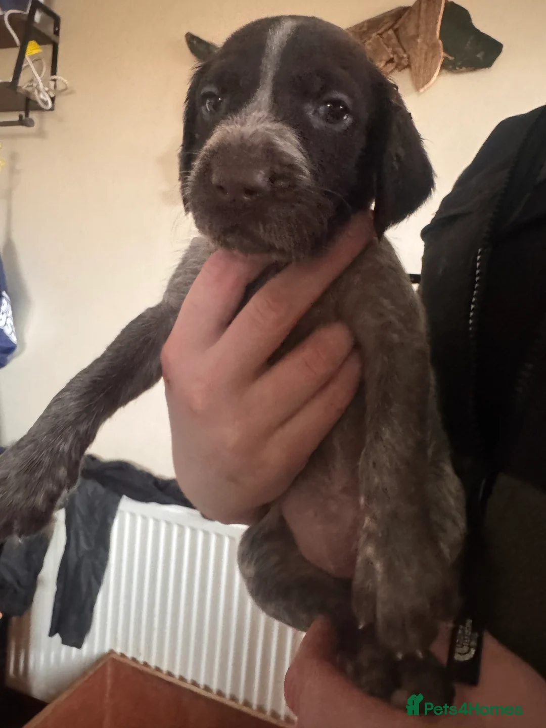 Mixed Breed dogs for sale: German pointers  - Advert 5