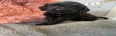 Pink & Blue Collar Female 