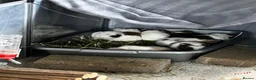Guinea Pig rodents for sale: Baby guinea pigs for sale - Advert 8
