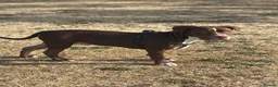 Bullmastiff dogs for sale: Spanish mastiff  - Advert 5