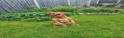 Labrador Retriever dogs for sale: Odie the Fox Red Labrador  - Advert 6