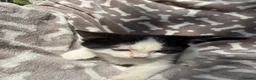 Bengal cats for sale: Black and white female kitten  - Advert 4