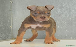 Olde English Bulldogge dogs for sale: 23 YEARS EXPERIENCE, 5⭐️RATED LICENSED.  - Image 4
