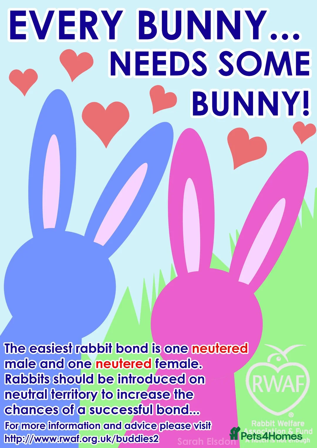 Continental Giant rabbits for sale: PURE BRED Continental Giant Baby Bucks  VACCINATED - Advert 13