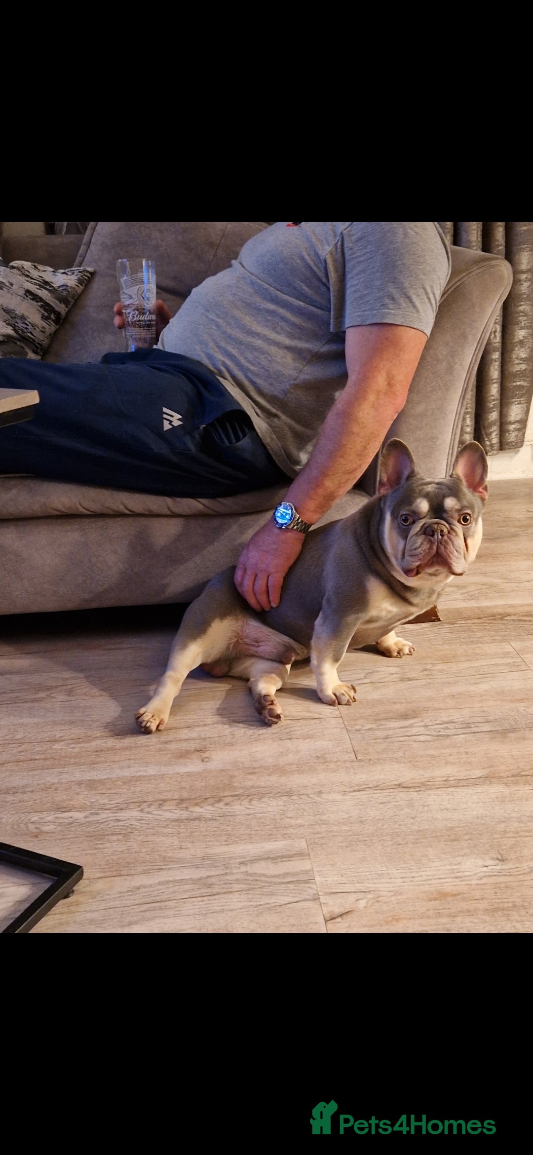 French Bulldog dogs for sale: Lilac and tan Frenchbulldog boy - Advert 5