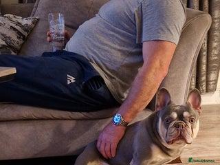 French Bulldog dogs Lilac and tan Frenchbulldog boy - Advert 8