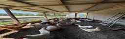 Mixed Breed poultry for sale: Laying hens  - Advert 15