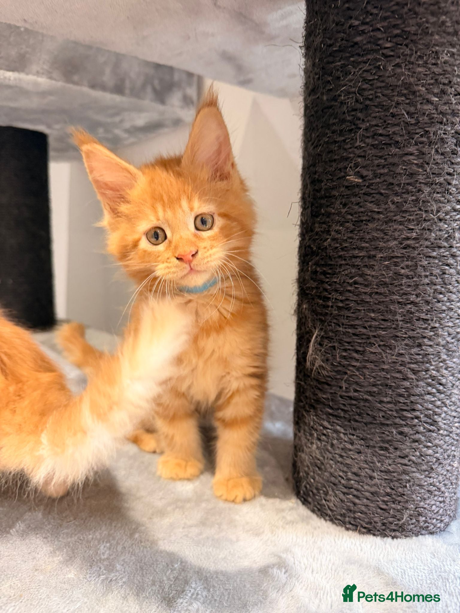 Maine Coon cats Maine Coon XXXL - Advert 7