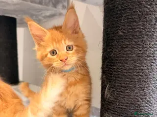 Maine Coon cats Maine Coon XXXL - Advert 7