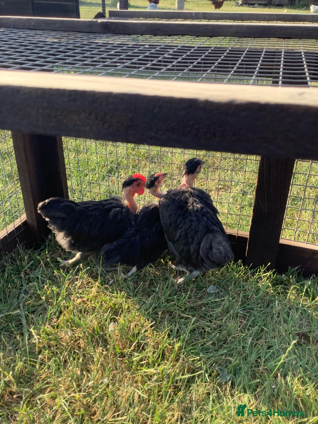 Chickens poultry for sale: Trio of black naked neck bantams in Upminster - Advert 3
