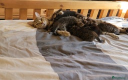 Mixed Breed cats for sale: Kittens ready now - Image 4