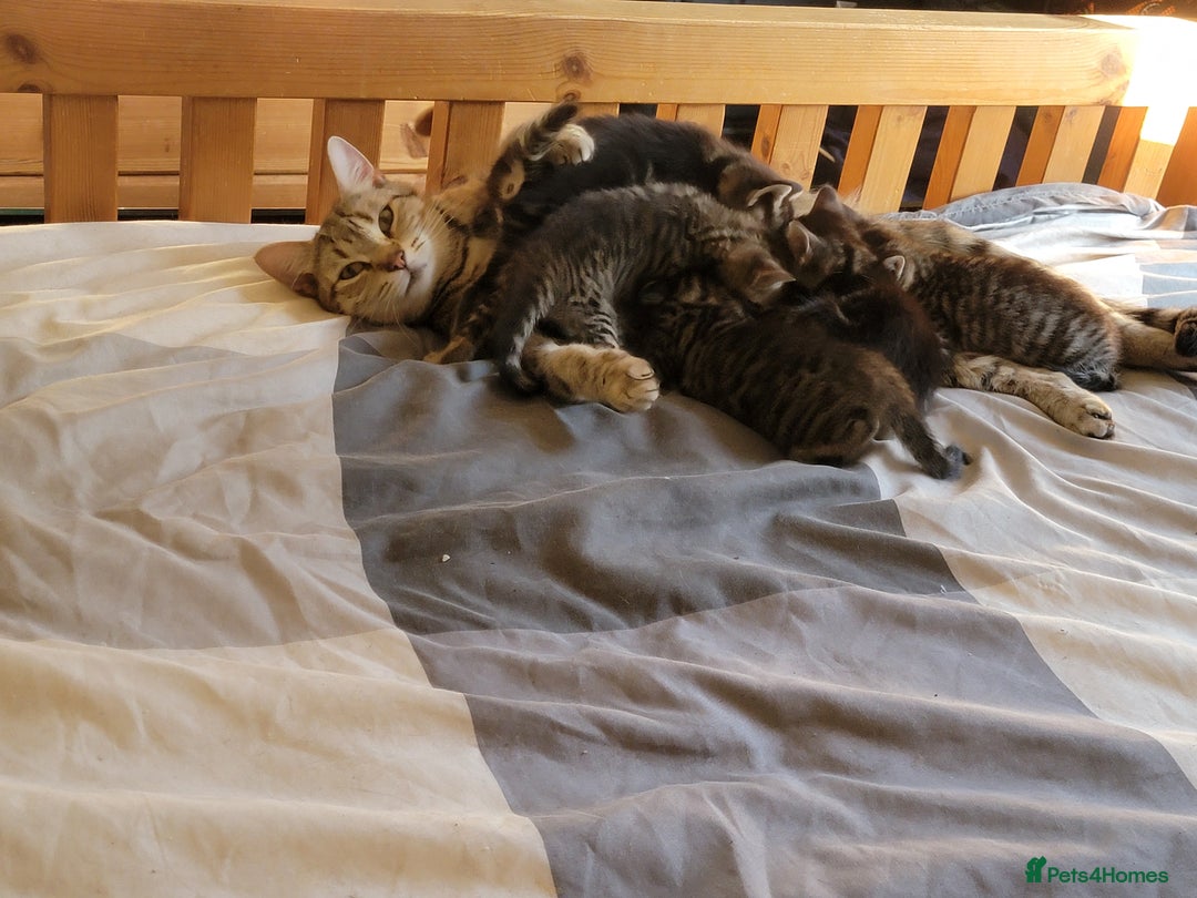 Mixed Breed cats for sale: Kittens ready now - Image 4