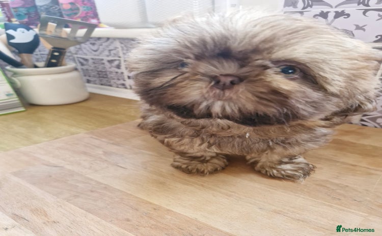 Shih Tzu dogs - Advert 2