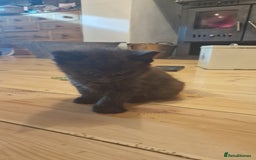 Maine Coon cats for sale: Beautiful Mainecoon X  9 kittens  - Image 21