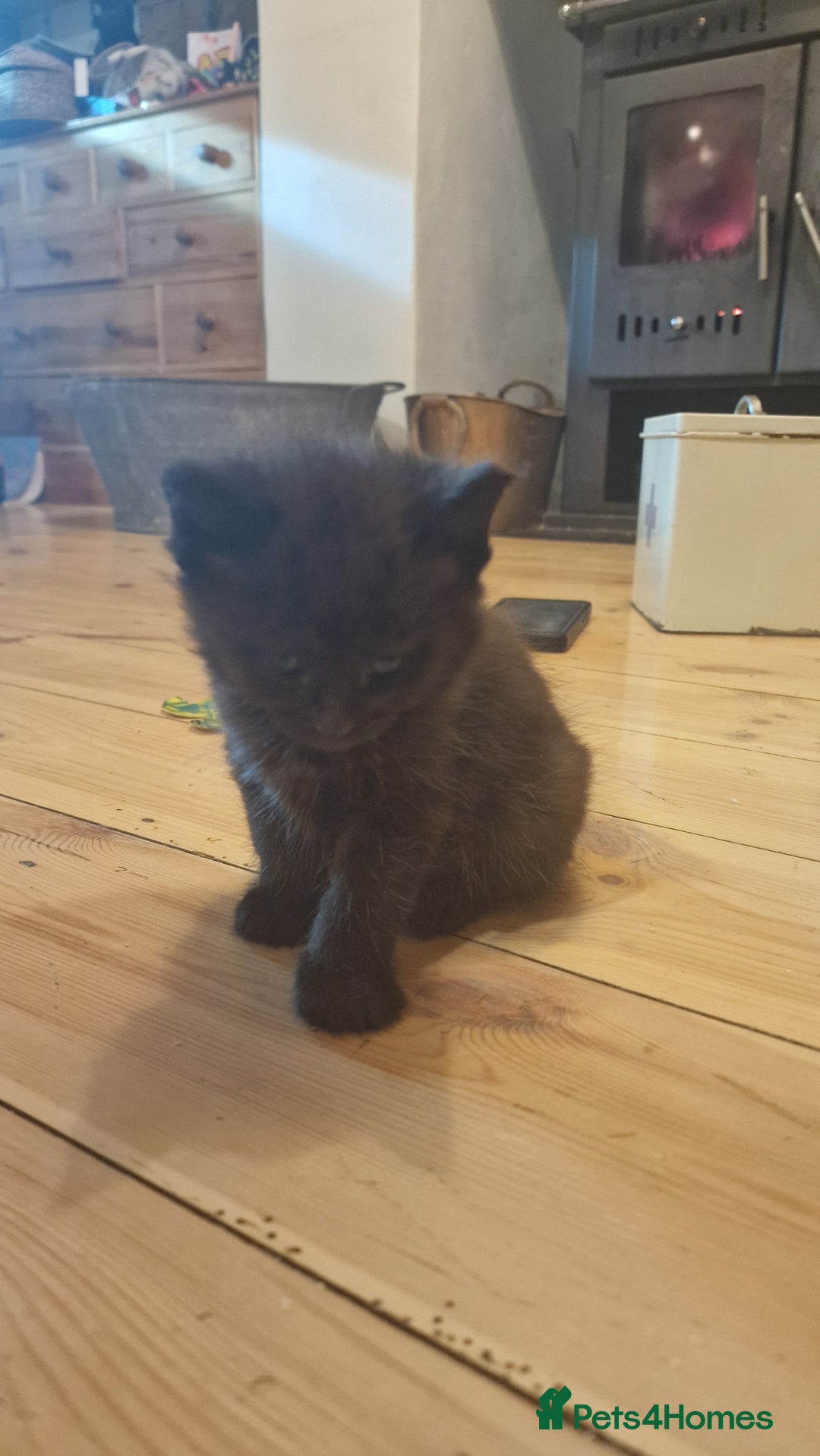 Maine Coon cats for sale: Beautiful Mainecoon X  9 kittens  - Image 21