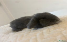 Mini Lop rabbits for sale: Gorgeous mini lops ready to reserve. - Image 4