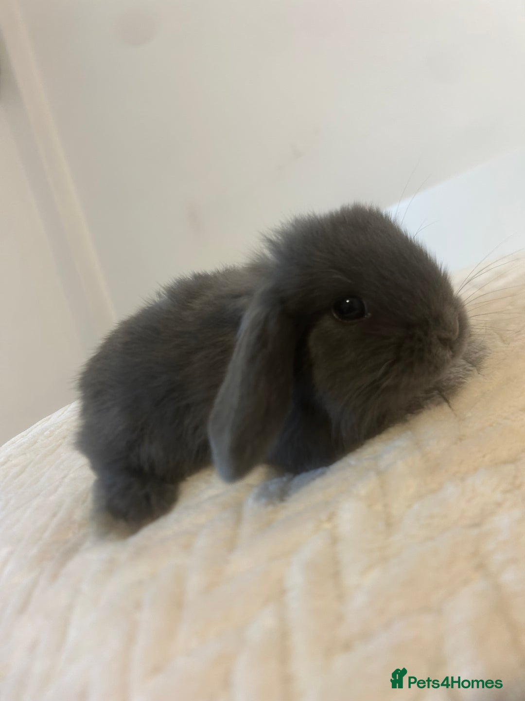 Mini Lop rabbits for sale: Gorgeous mini lops ready to reserve. - Image 4