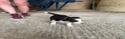 Welsh Collie dogs for sale: Adorable Mid Wales border collie puppies for sale - Advert 6