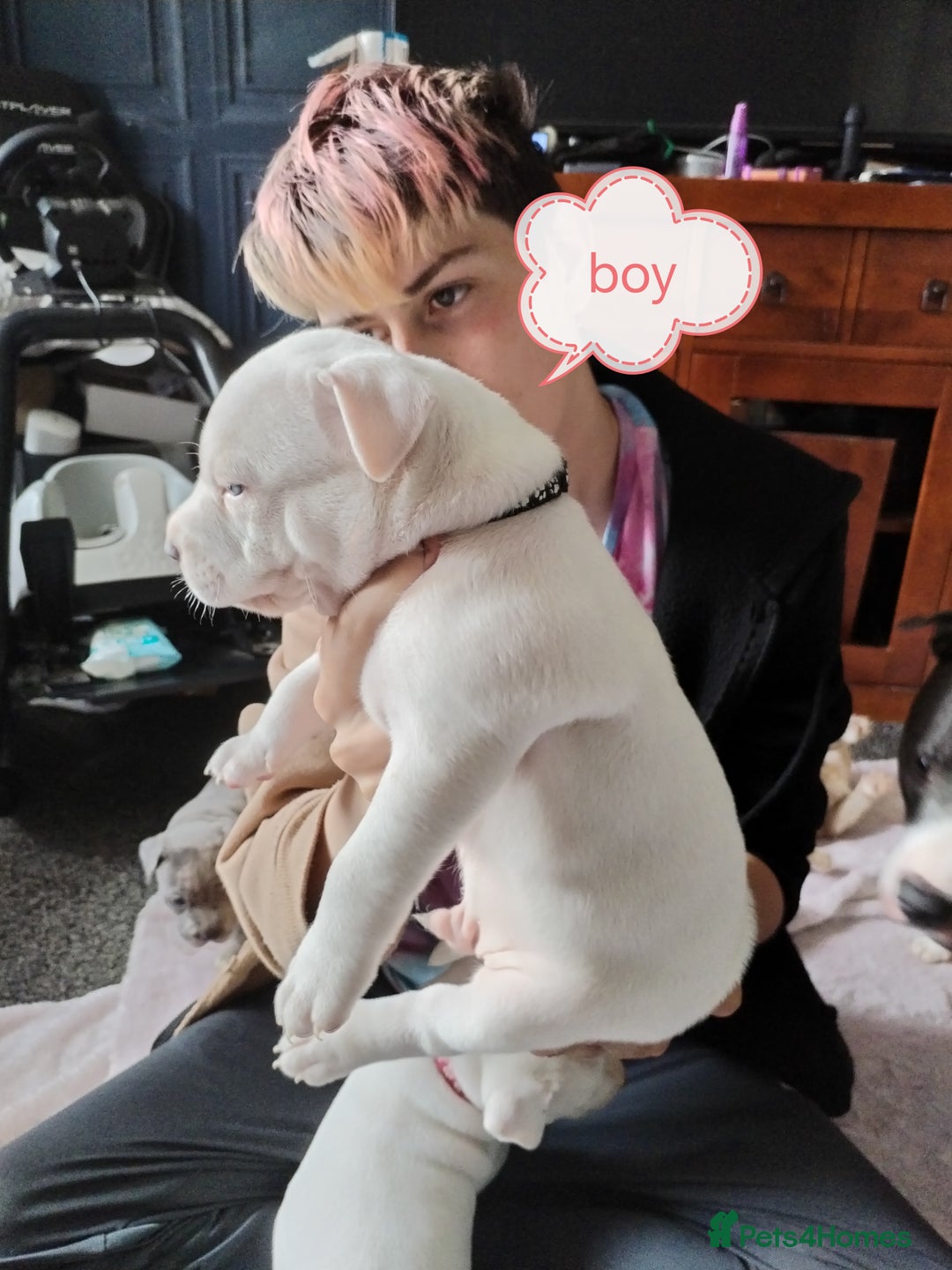 American Bulldog dogs for sale: 4 gorgous pups - Image 4