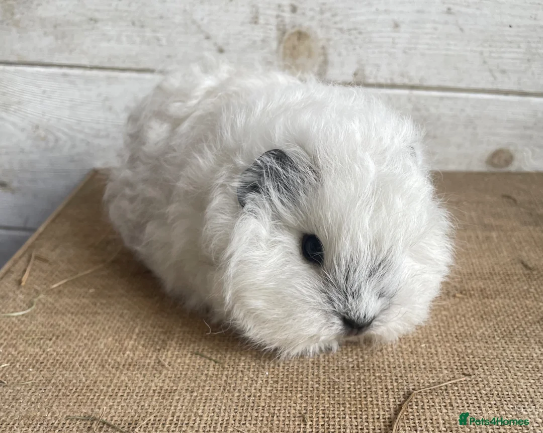 Guinea Pig rodents for sale: Swiss teddy sow - Advert 2