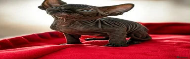 Sphynx 3