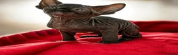 Sphynx cats for sale: Canadian sphynx kittens  - Advert 18