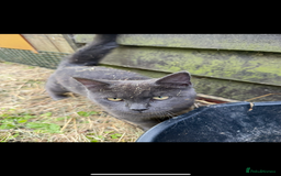 British Shorthair cats for sale: Beautiful black kitten looking for a loving home - Advert 2