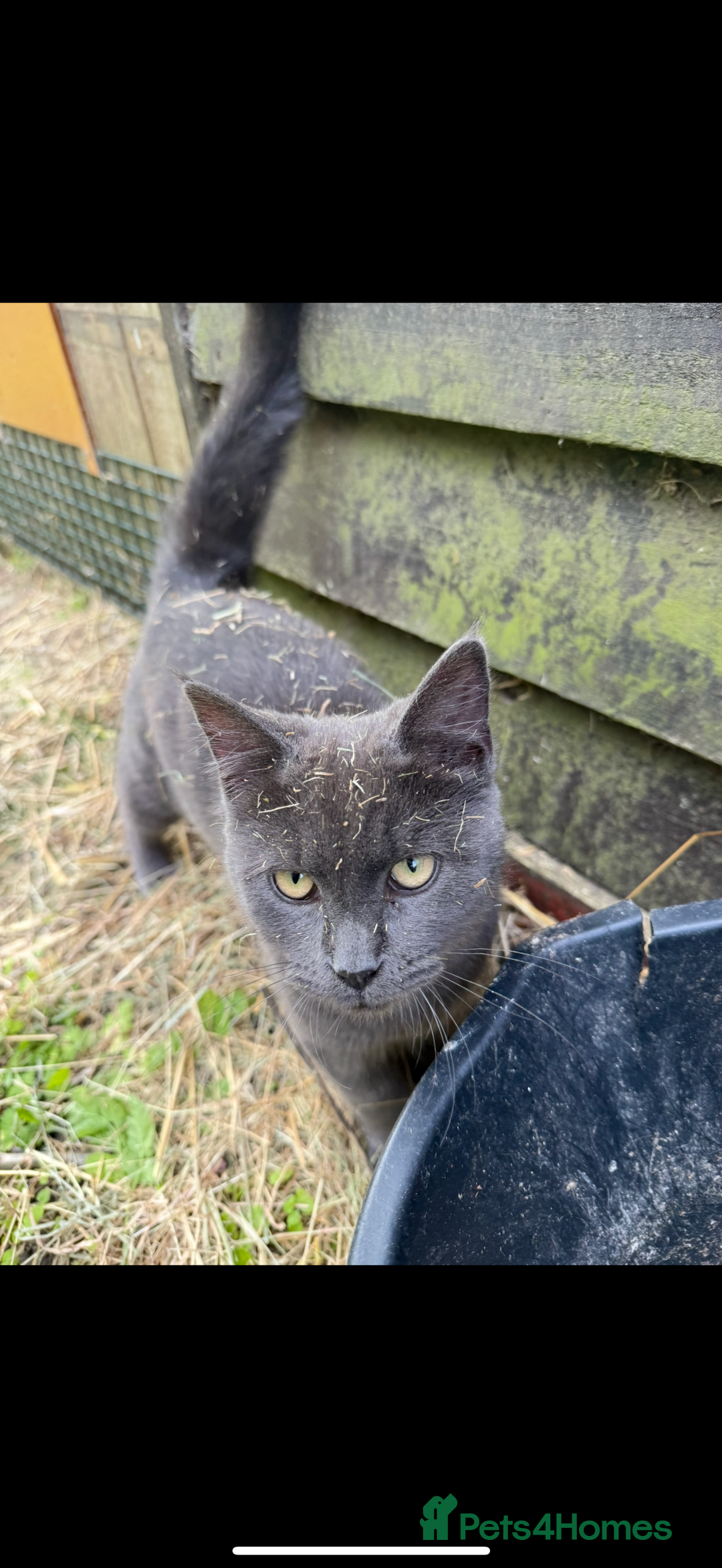 British Shorthair cats for sale: Beautiful black kitten looking for a loving home - Advert 2