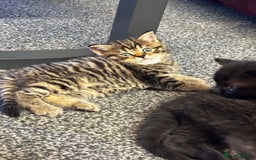 Mixed Breed cats for sale: Scotish straight and mixed  - Image 4