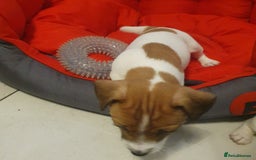 Jack Russell dogs for sale: Jack Russell puppies  - Image 9