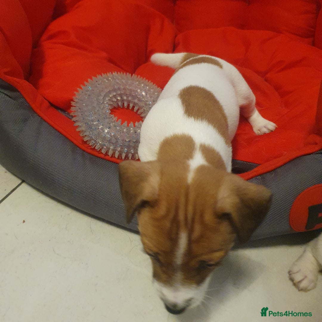 Jack Russell dogs for sale: Jack Russell puppies  - Image 9