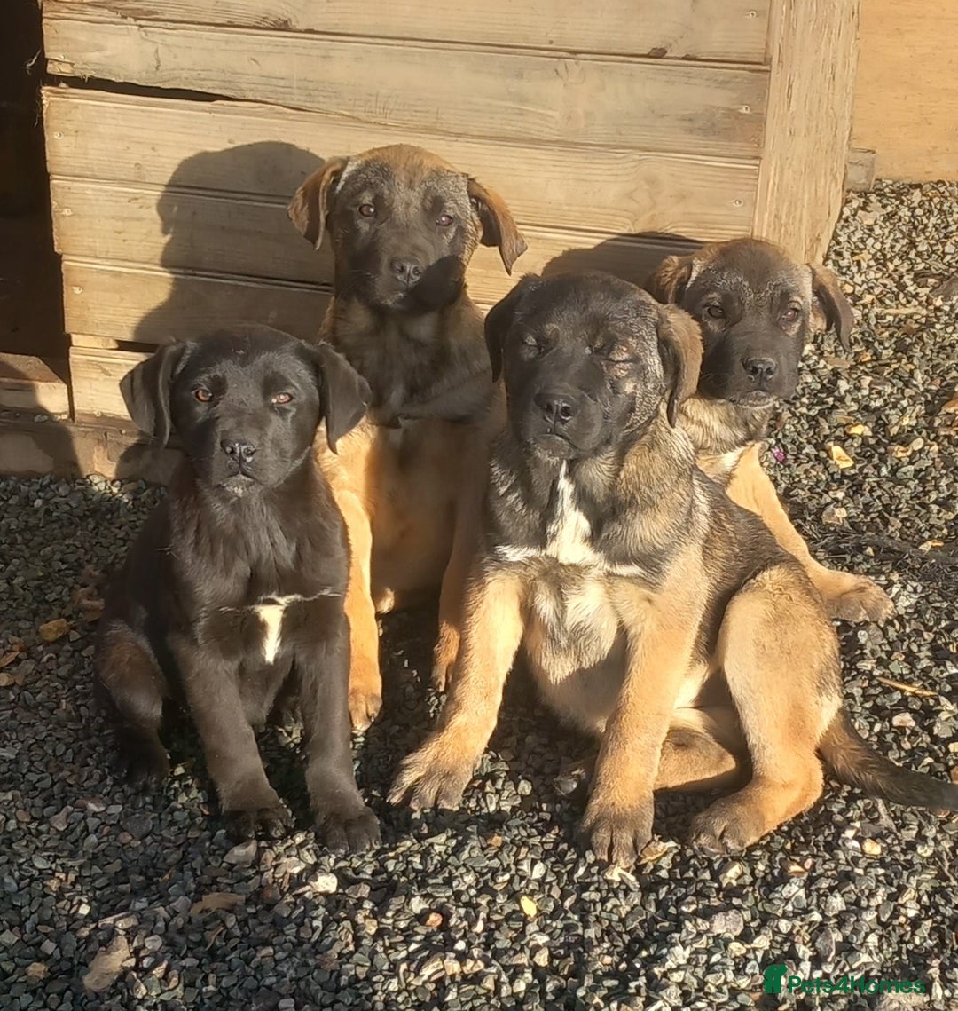 Mixed Breed dogs for sale: Cane corso x german shepherd puppies - Advert 2