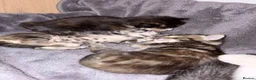 Mixed Breed cats for sale: Four Gorgeous Kittens  - Advert 8
