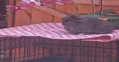 Mini Lion Lop rabbits - Advert 2