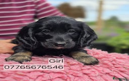 Cockapoo dogs for sale: Show Cockapoo Puppies Homebred Domestic Licence - Image 2