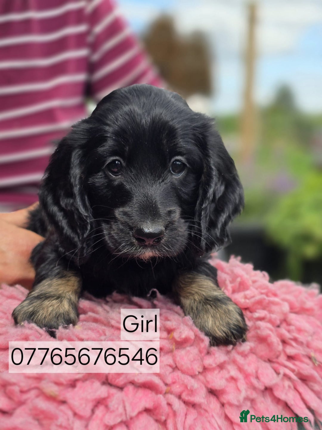 Cockapoo dogs for sale: Show Cockapoo Puppies Homebred Domestic Licence - Image 2