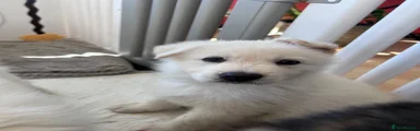 German Shepherd 2