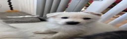 German Shepherd dogs for sale: Gorgeous German Shepherd Puppies - Advert 9