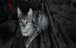 Bengal cats for sale: 5 stunning boy bengal x snow lynx  - Advert 6