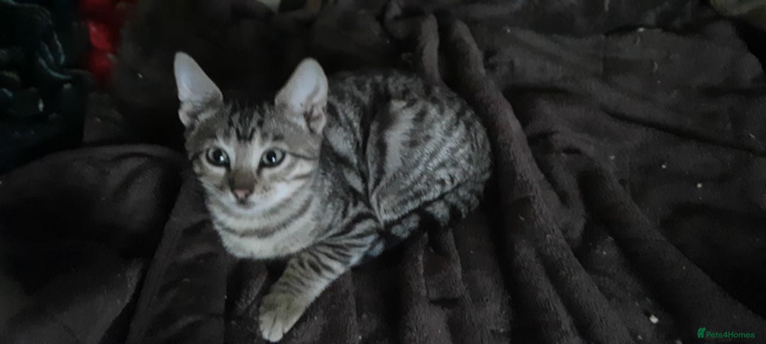 Bengal cats for sale: 5 stunning boy bengal x snow lynx  - Advert 6