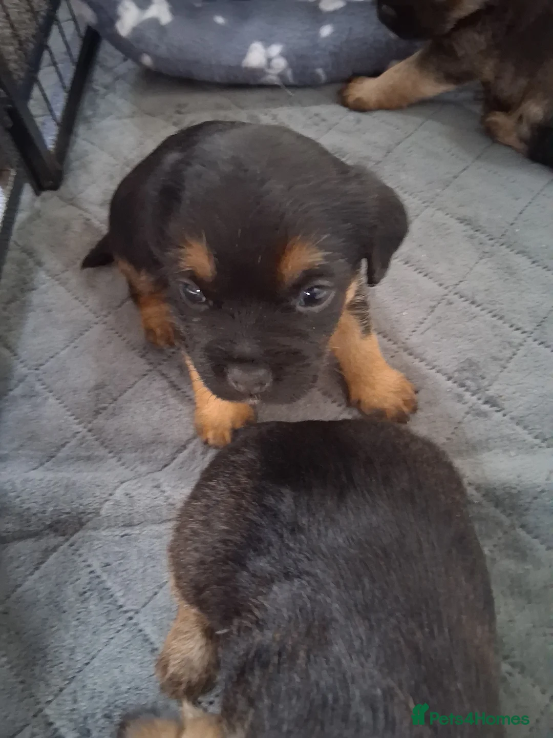Border Terrier dogs for sale: Border terrier pups - Advert 1