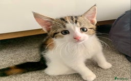 Siberian cats for sale: Two kittens  - Image 3