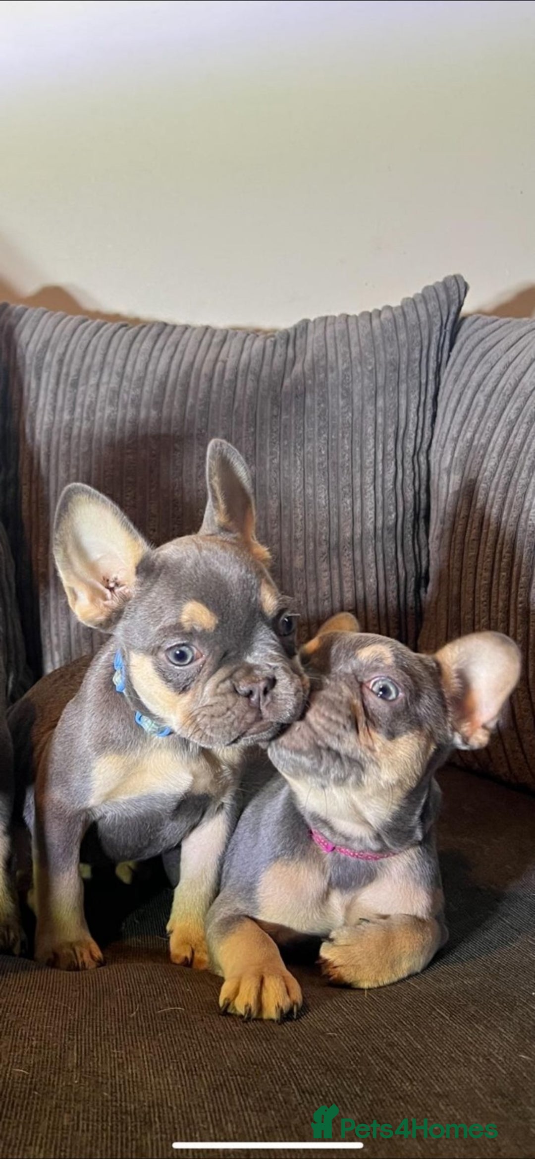 French Bulldog dogs for sale: Premium French Bulldog Puppies  - Advert 13