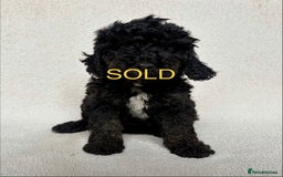 Cockapoo dogs for sale: Meet your new best friend!! - Image 16